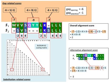 Pairwise Alignment Example
