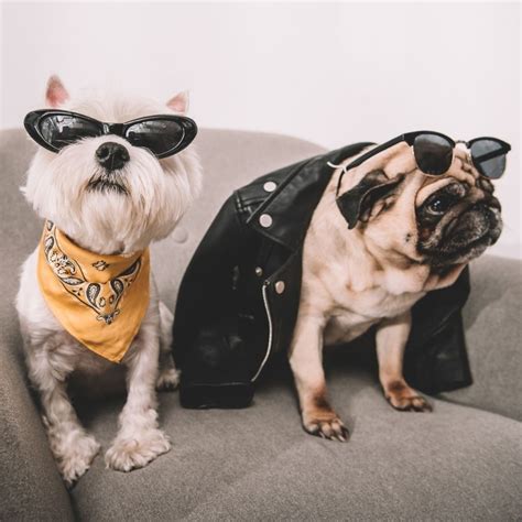 Paisley Dog Groomers