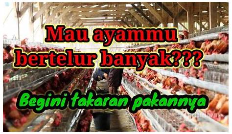 Jenis Pakan Ayam Petelur dari Bibit hingga Dewasa - PPG