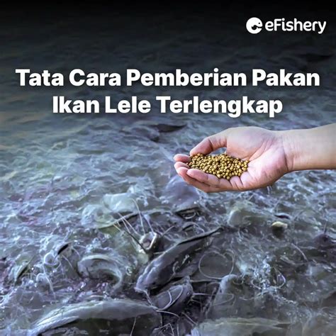 Pakan Ikan Lele