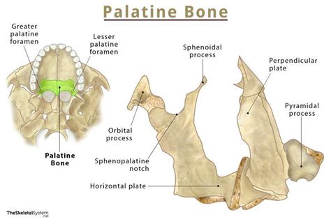 Palatal Bone Plate