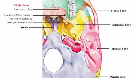 Palatine Bone Horizontal Plate s, Borders, Processes, Articulations