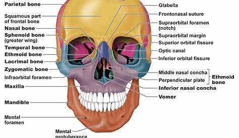 Palatine Bone Skull AnatomyZone