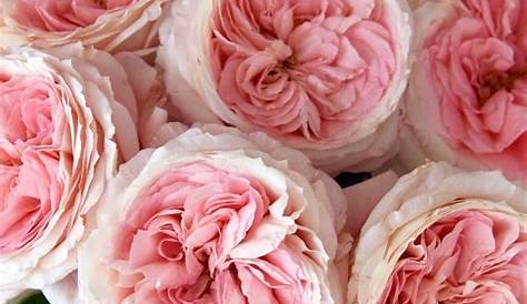 Sunburst Pale pink Just Roses Garden Roses