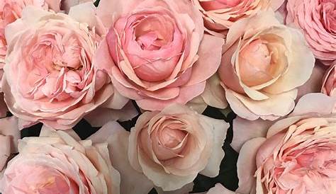 Sunburst Pale pink Just Roses Garden Roses