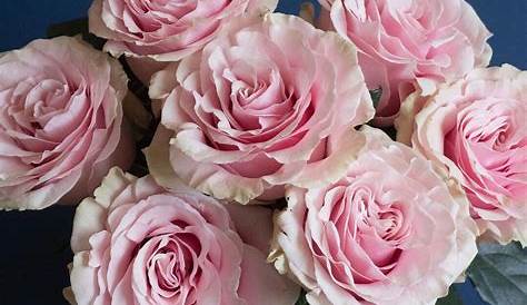 Pale Pink Rose Varieties Sweet Akito Variety EbloomsDirect Eblooms