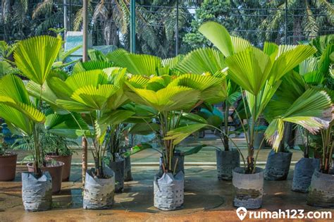 The Growing Popularity of Ornamental Palms in Indonesia’s Ternak Industry