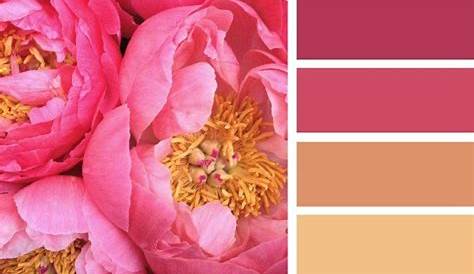 Palette De Couleur Rose Fushia 100 Remarquable Concepts Complémentaire Du