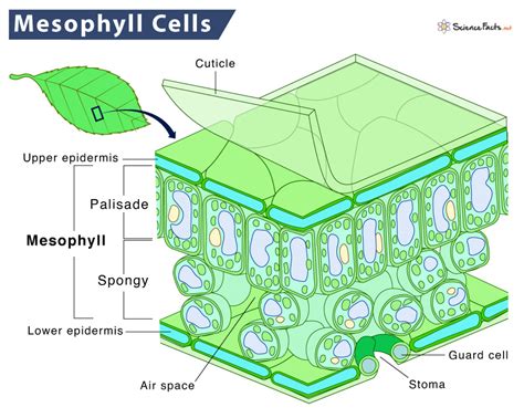 Palisade Mesophyll Definition