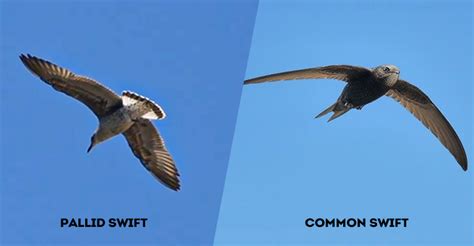 Discover the Differences: Pallid Swift vs Common Swift_vr