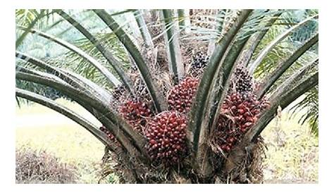Ghana Life • Palm nut Fruit Grew up on this, makes