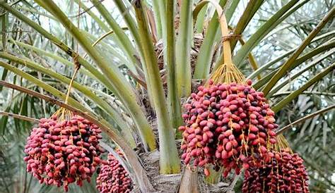 Palm nut tree stock photo. Image of large, area