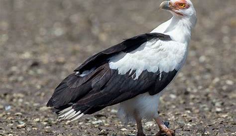 Palmnut Vulture Nature Travel Birding