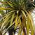 palm tree tips turning yellow