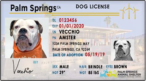 palm beach county pet license