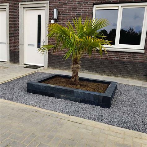 Palm In Voortuin