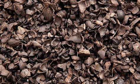 palm kernel shell price