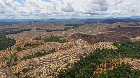 palm oil industry deforestation