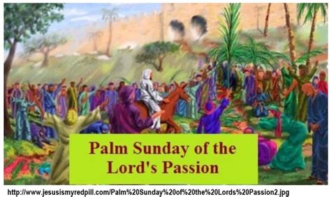 palm sunday reflection on the passion