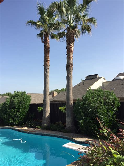 Palm Tree Are Not Trees