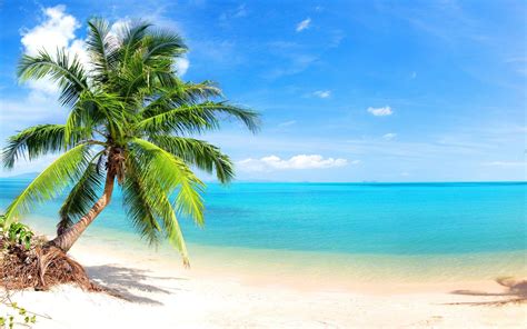 Palm Tree Beach Background Hd
