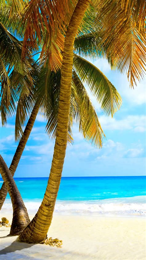 Palm Tree Beach Phone Wallpapers