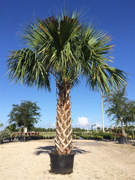 Palm Tree For Zone 8