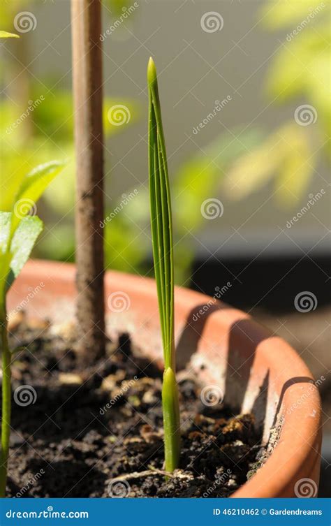 Palm Tree From Sprout