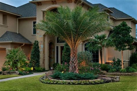 palm tree front yard ideas