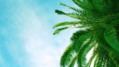 Palm Tree Leaf Wallpaper