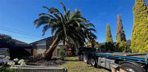 Palm Tree Relocation Brisbane