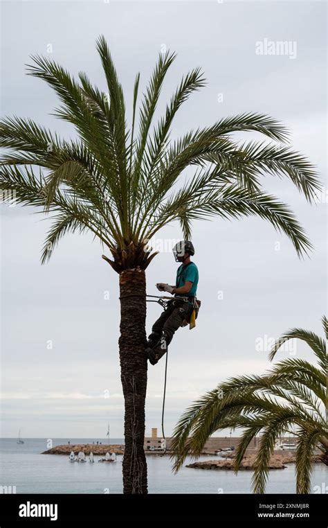 Palm Tree Trunk Maintenance