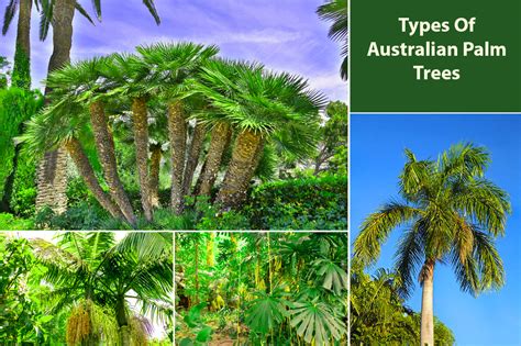 Palm Tree Varieties Australia