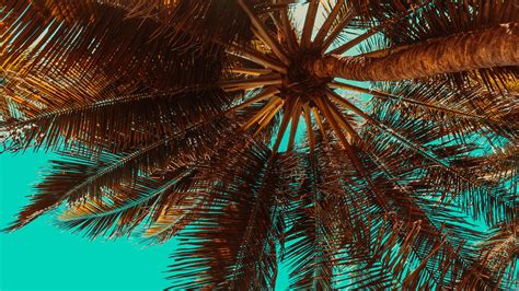 Palm Tree Desktop Wallpapers Wallpaper Cave