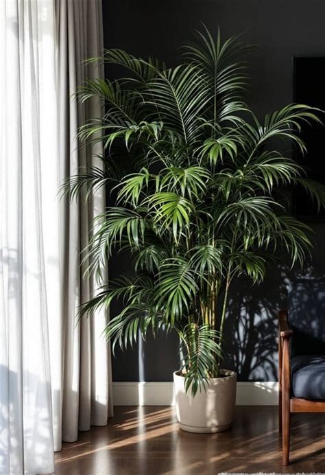 Palm Trees For Low Light