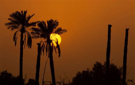 palm trees in iraq