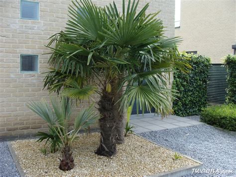 Palm Voortuin
