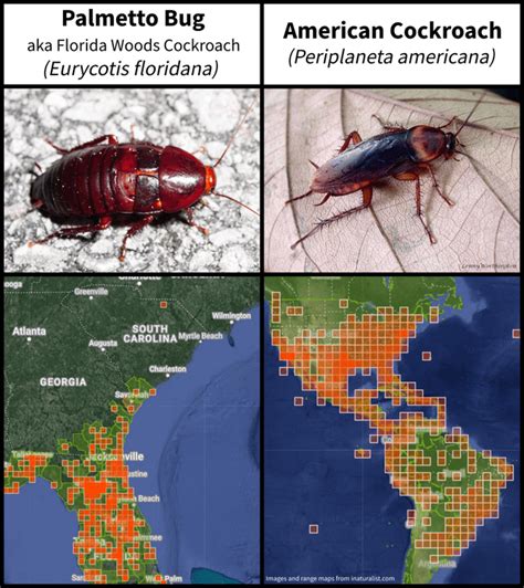 palmetto bug range map