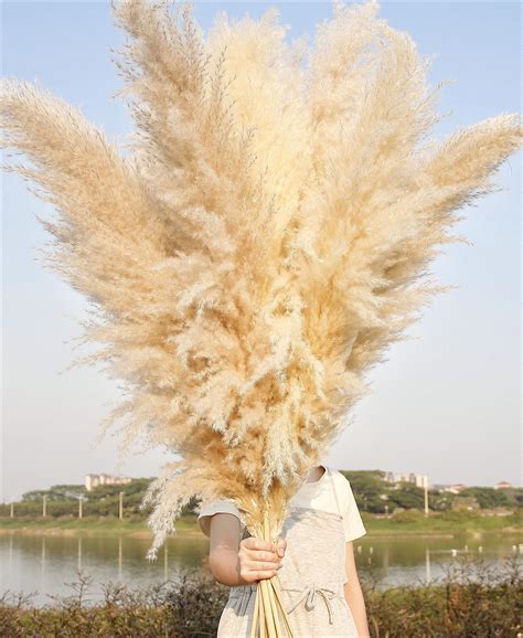 Pampas Grass On Amazon