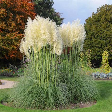 Pampas Grass Outside