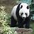 panda bear information wikipedia