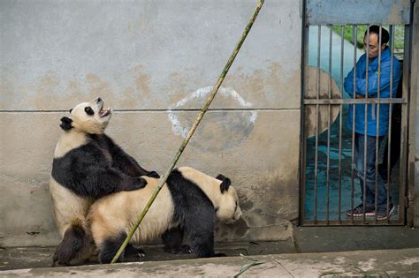 panda bear mating