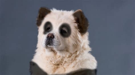 Panda Dog