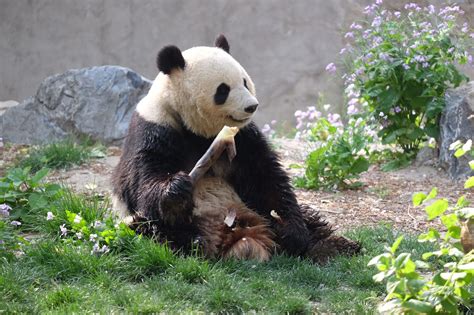 panda in china zoo