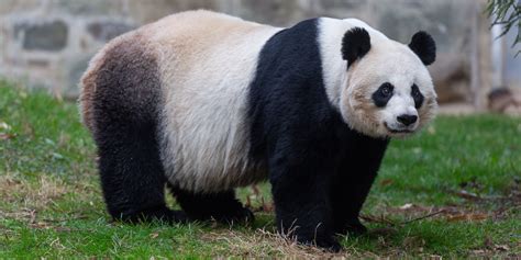 panda in the zoo