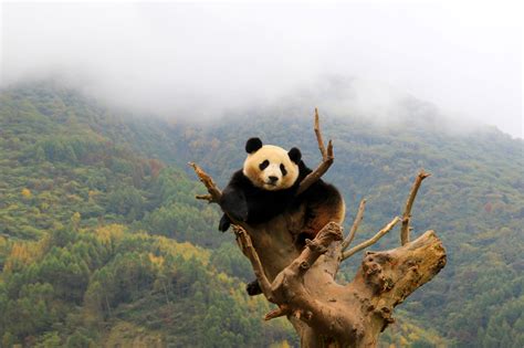 panda jepang