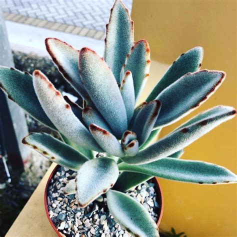 Design Your Home With The Beautiful Panda Plant