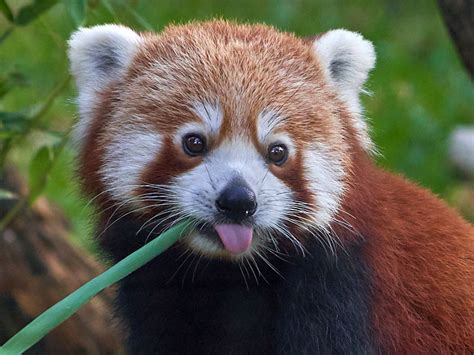 The Red Panda Cute Wildlife The Wildlife