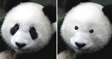 Panda Without Black Eyes
