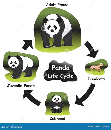 19+ Diagram Of Red Panda